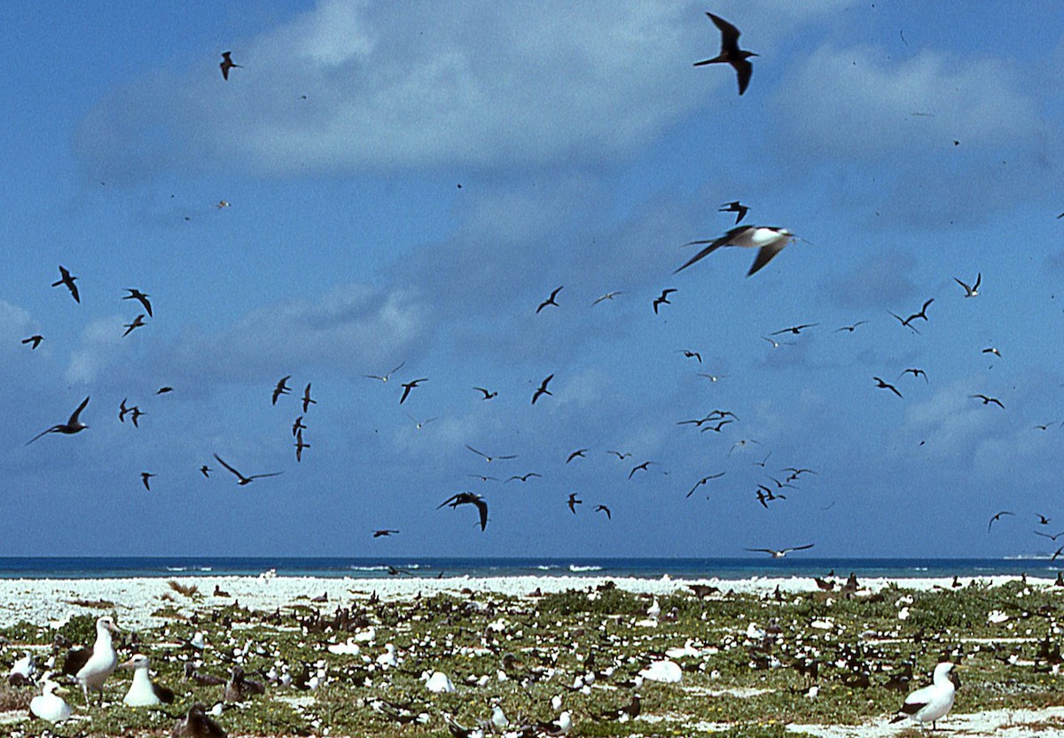 Brown Noddy - ML616220348