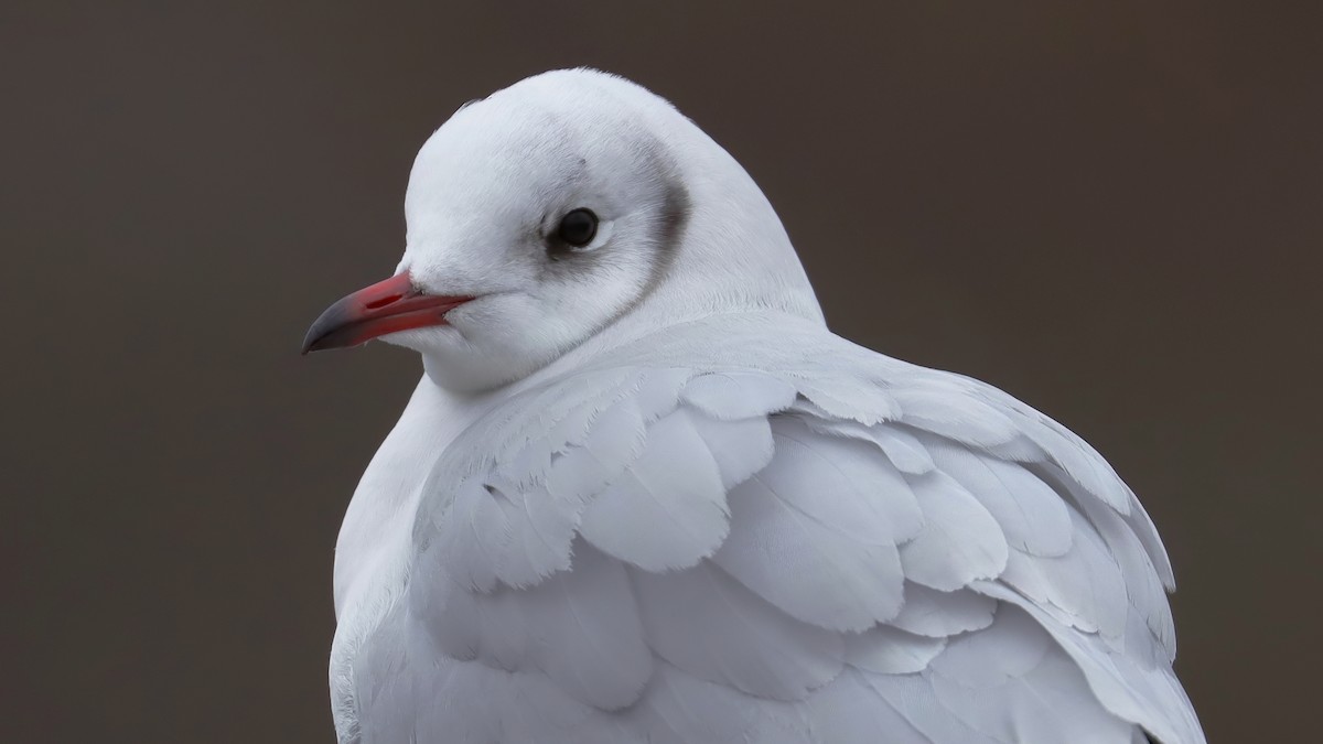 Black-headed Gull - Brenda Bull