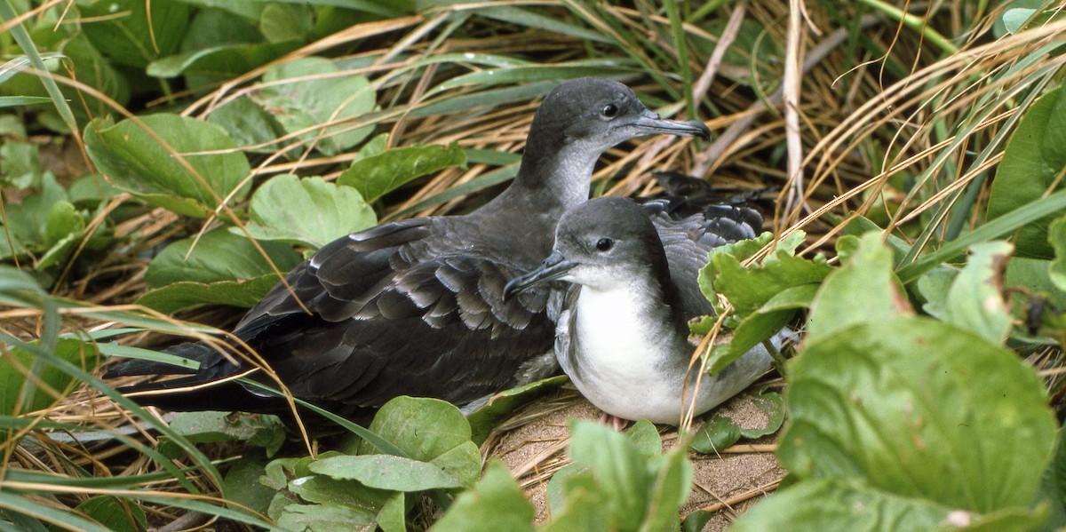 Wedge-tailed Shearwater - ML616220366