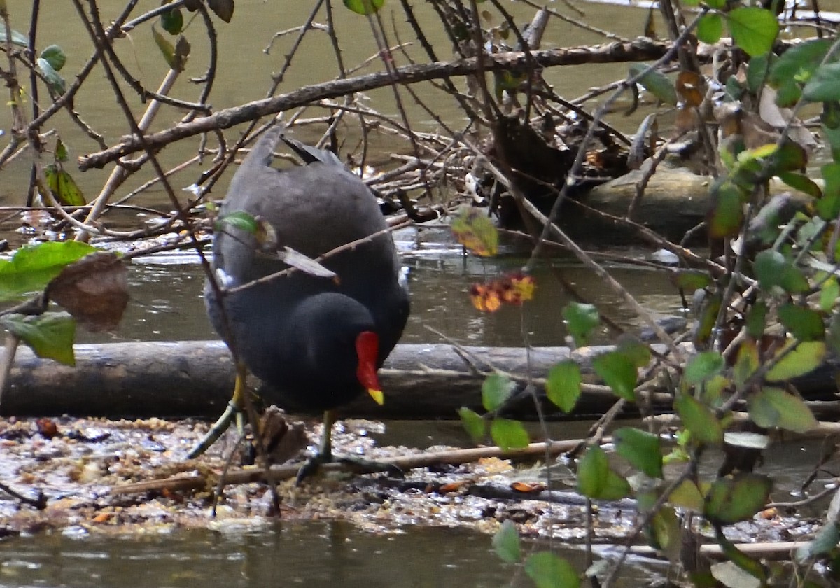 Eurasian Moorhen - Mu Sano