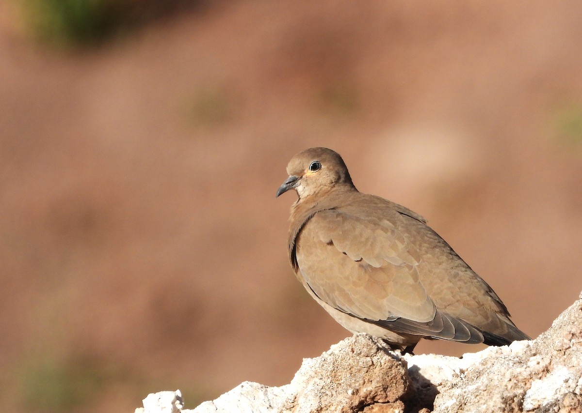 Black-winged Ground Dove - ML616220388