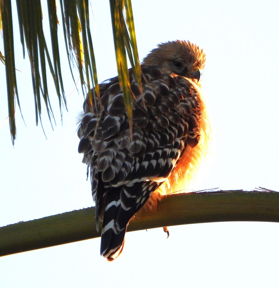 Red-shouldered Hawk - ML616220445