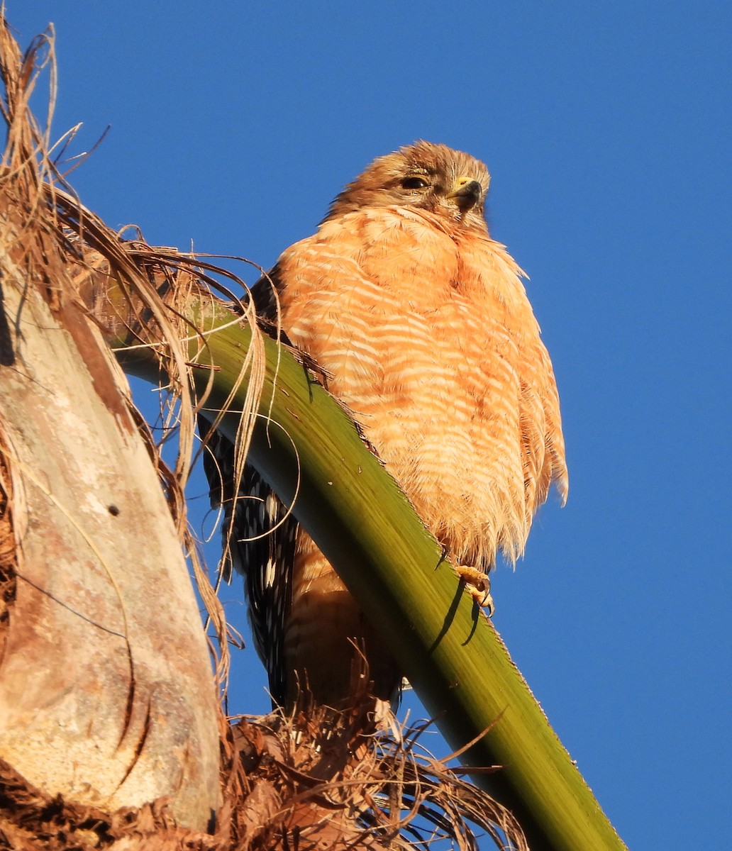 Red-shouldered Hawk - Lynn Scarlett