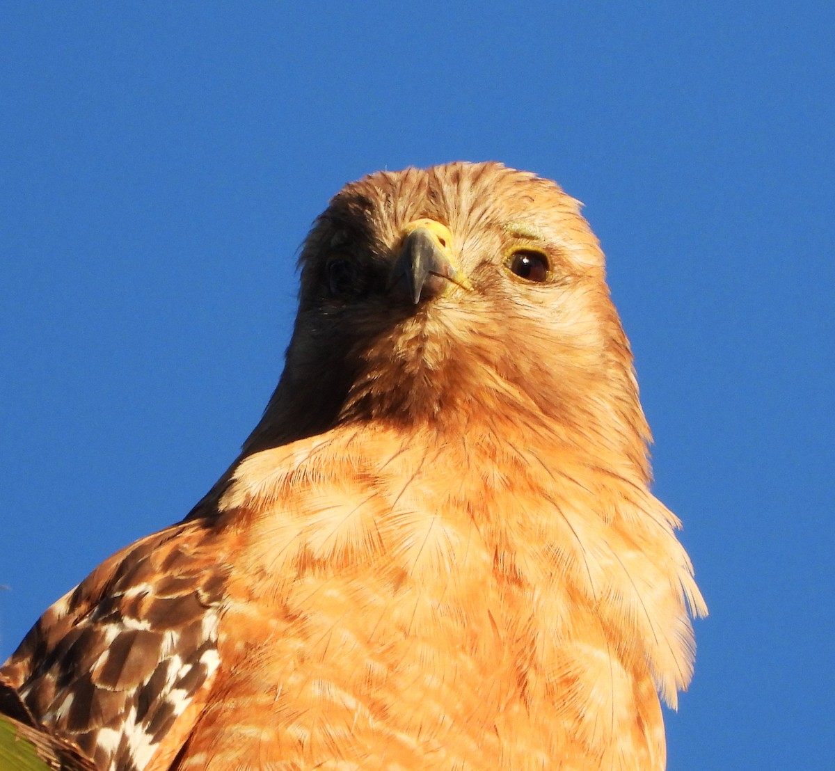 Red-shouldered Hawk - ML616220448