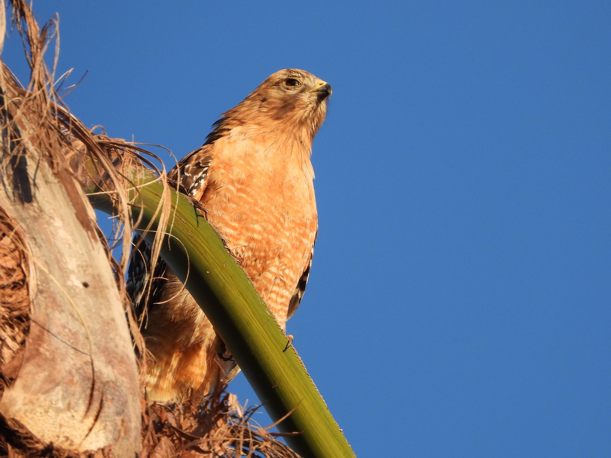 Red-shouldered Hawk - Lynn Scarlett