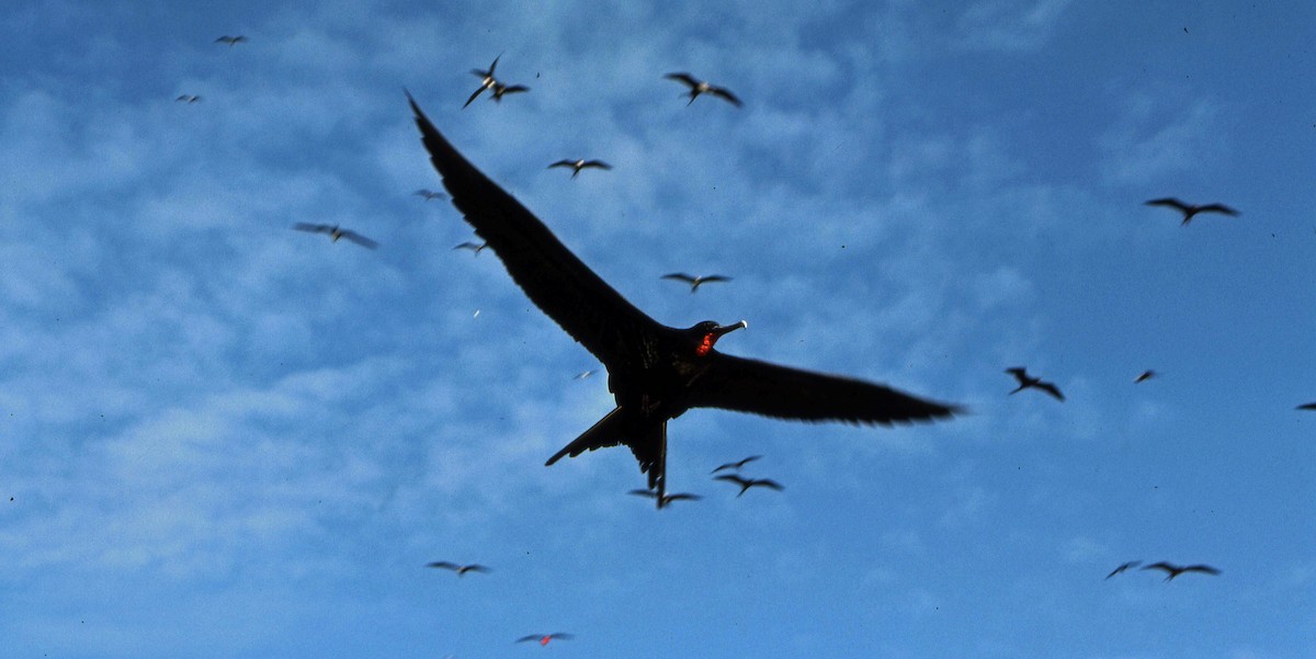 Great Frigatebird - ML616220451