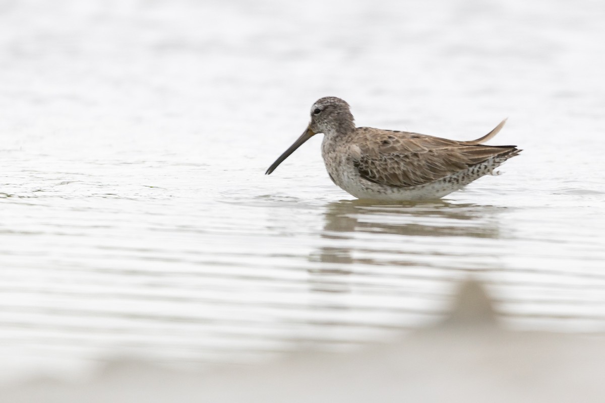 Short-billed/Long-billed Dowitcher - ML616220461