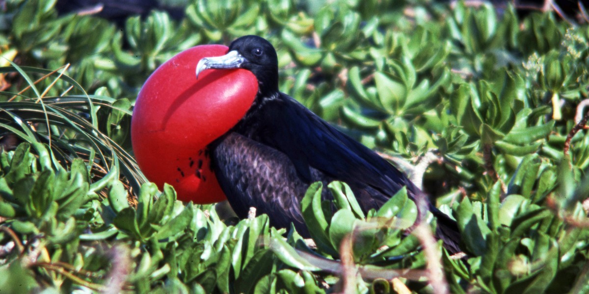 Great Frigatebird - ML616220468