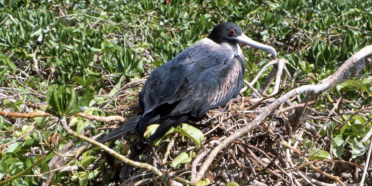 Great Frigatebird - ML616220496