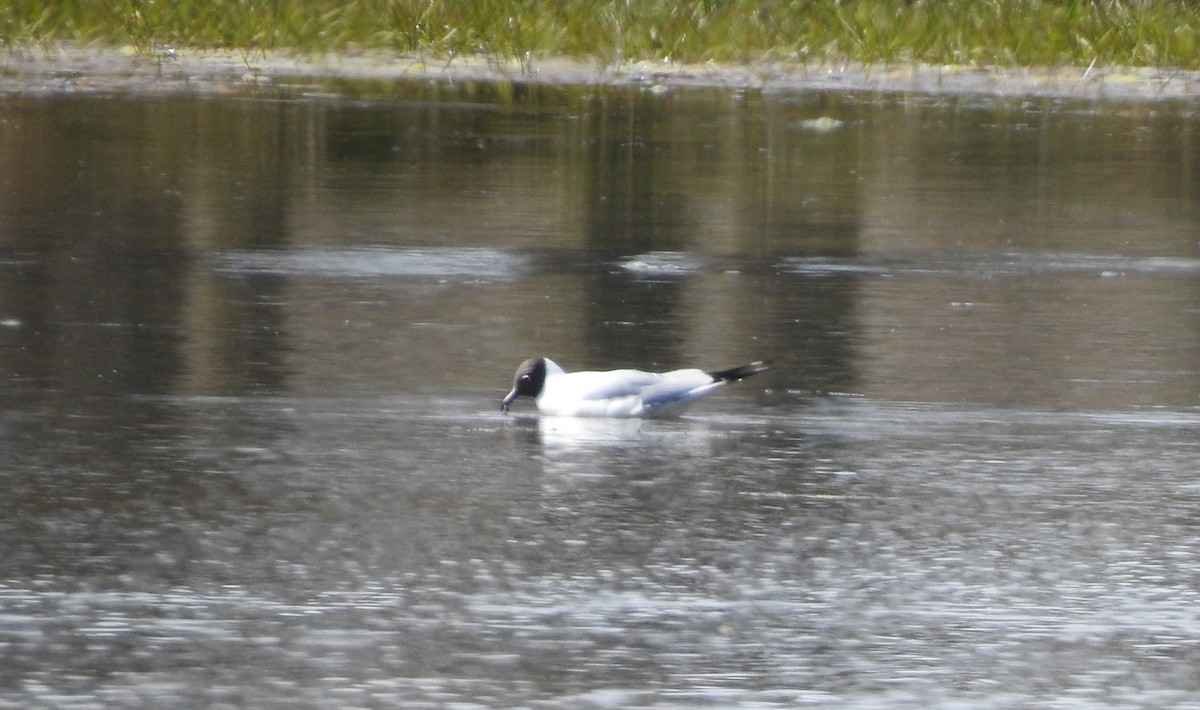 Black-headed Gull - ML616220497