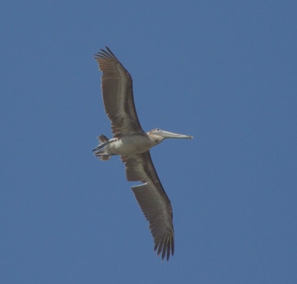 pelikán hnědý - ML616220504