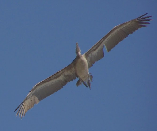 pelikán hnědý - ML616220505