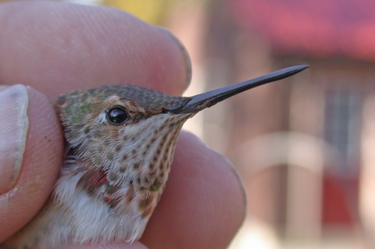 Colibrí Rufo - ML616220509