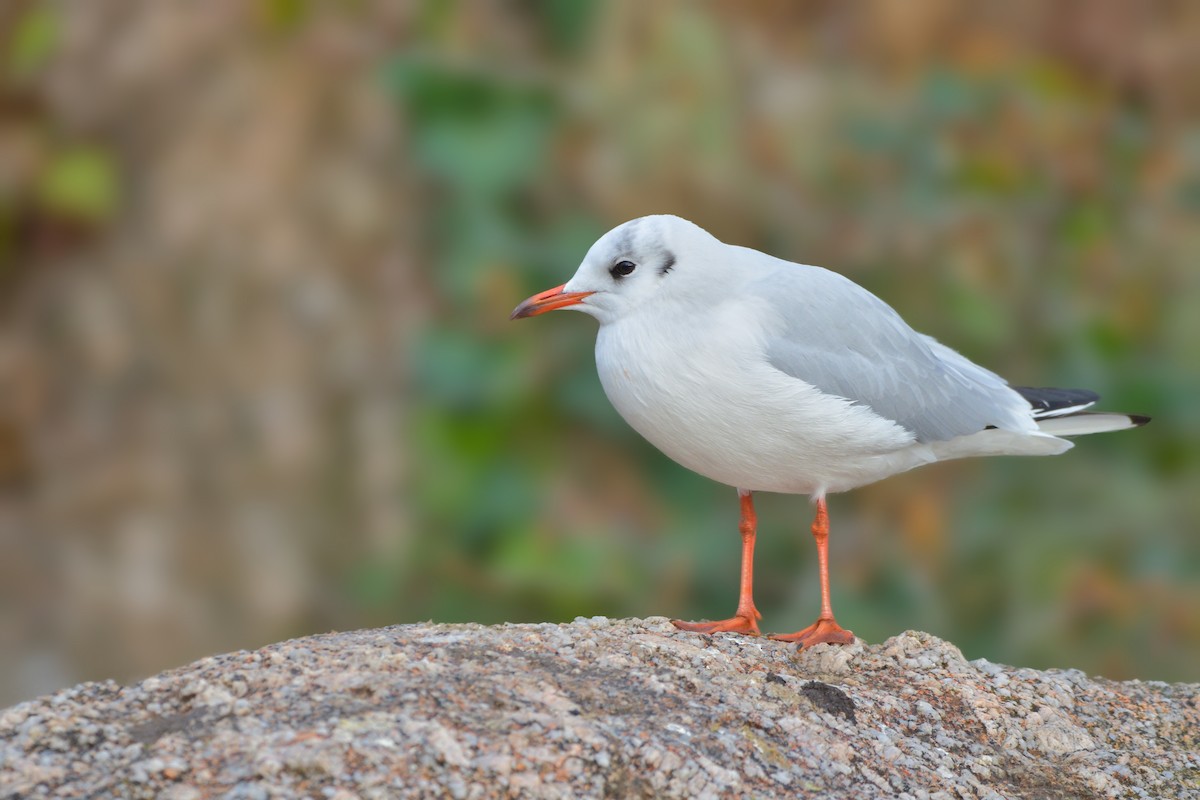Mouette rieuse - ML616220517
