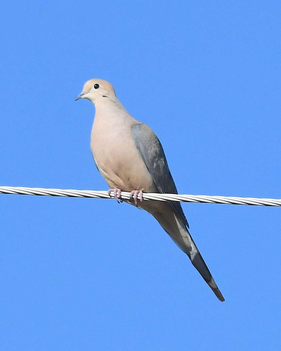 Mourning Dove - ML616220519