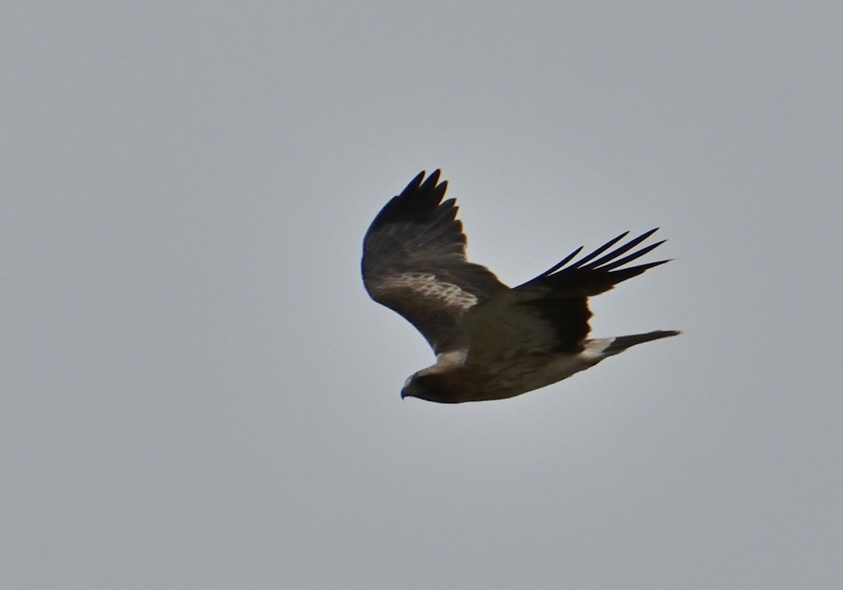 Booted Eagle - Mu Sano