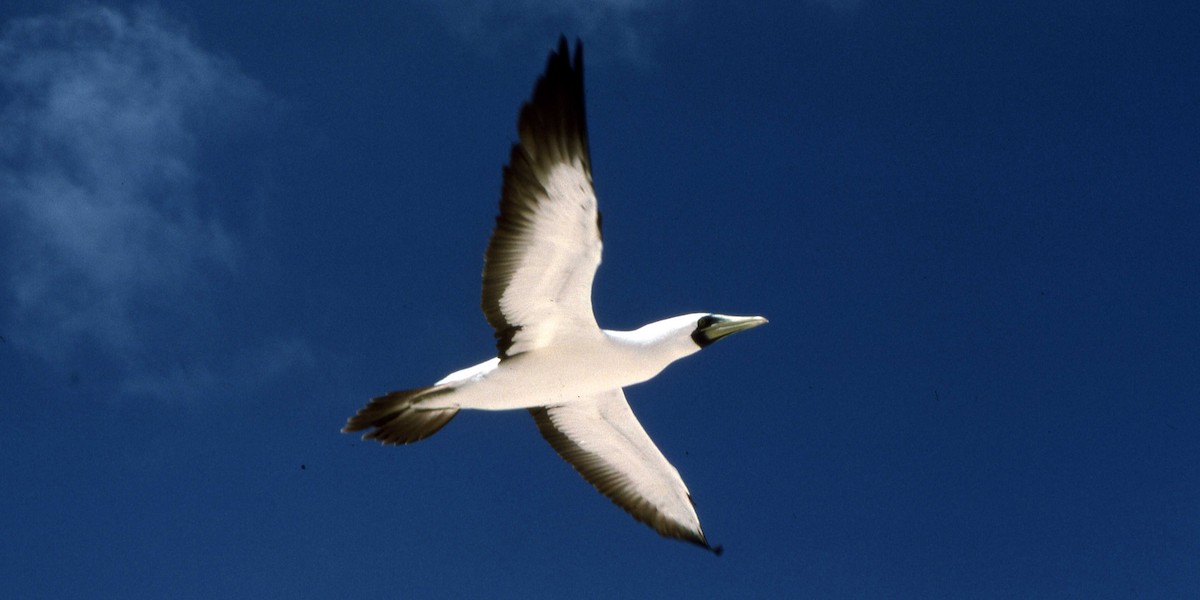 Masked Booby - ML616220626