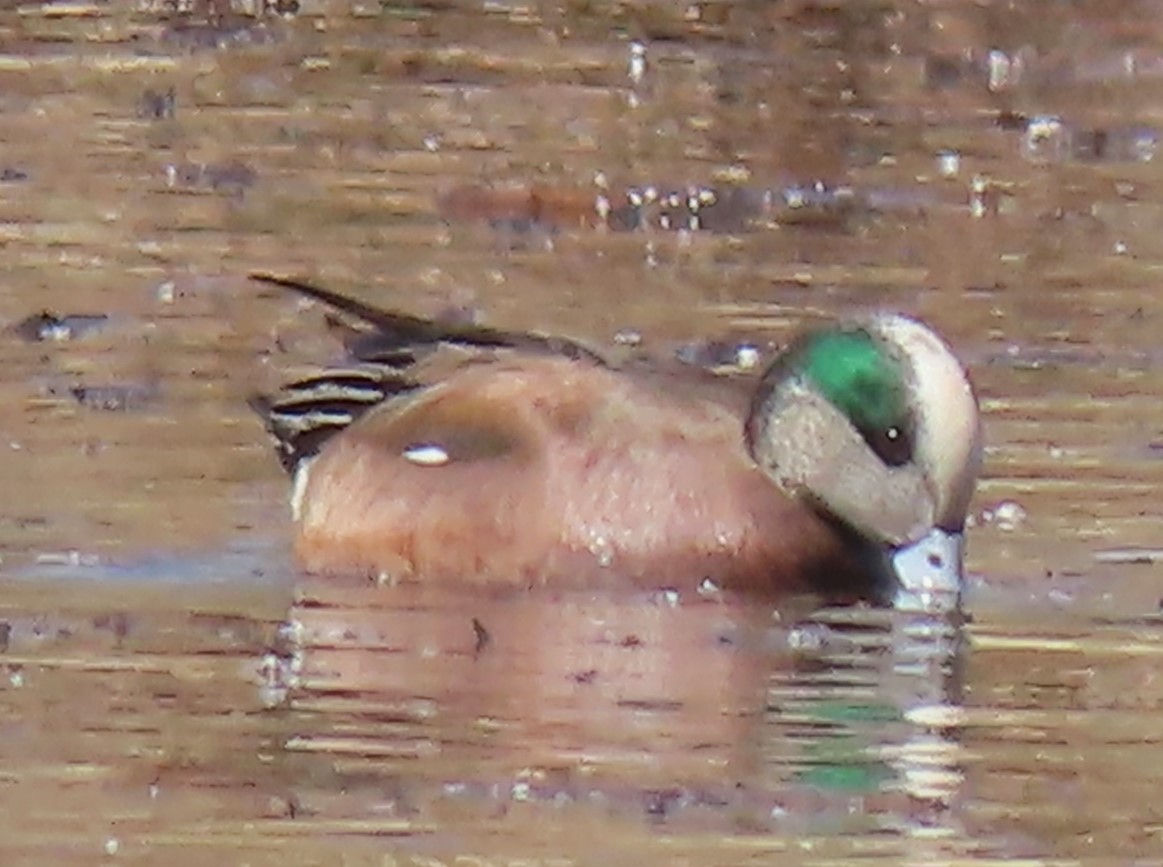 American Wigeon - ML616220627