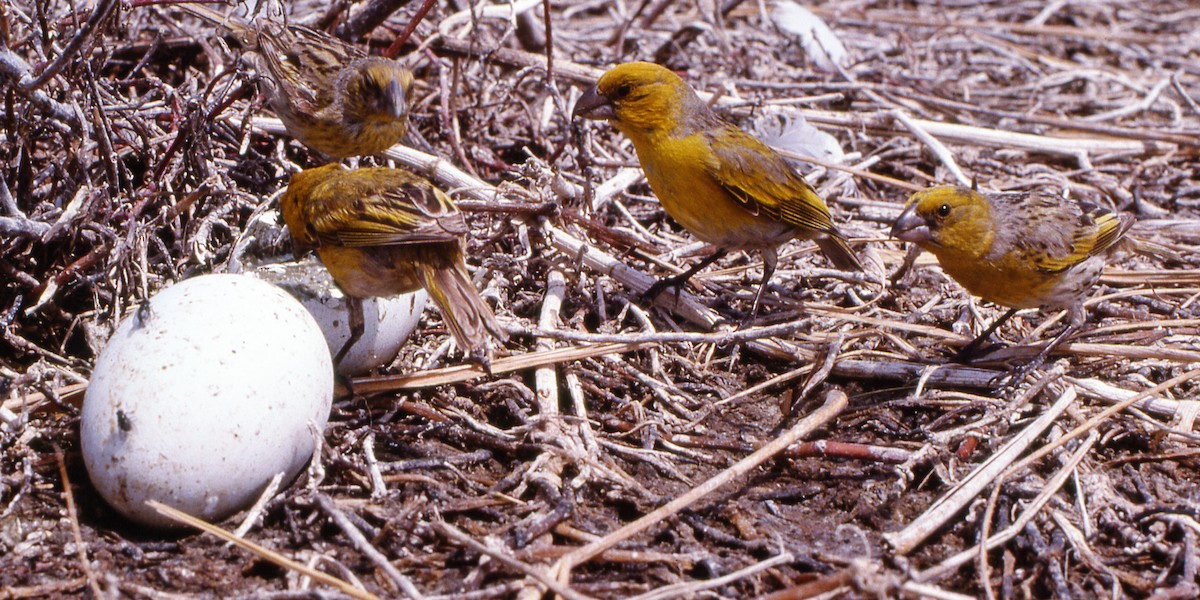Laysan Finch - C Fred Zeillemaker