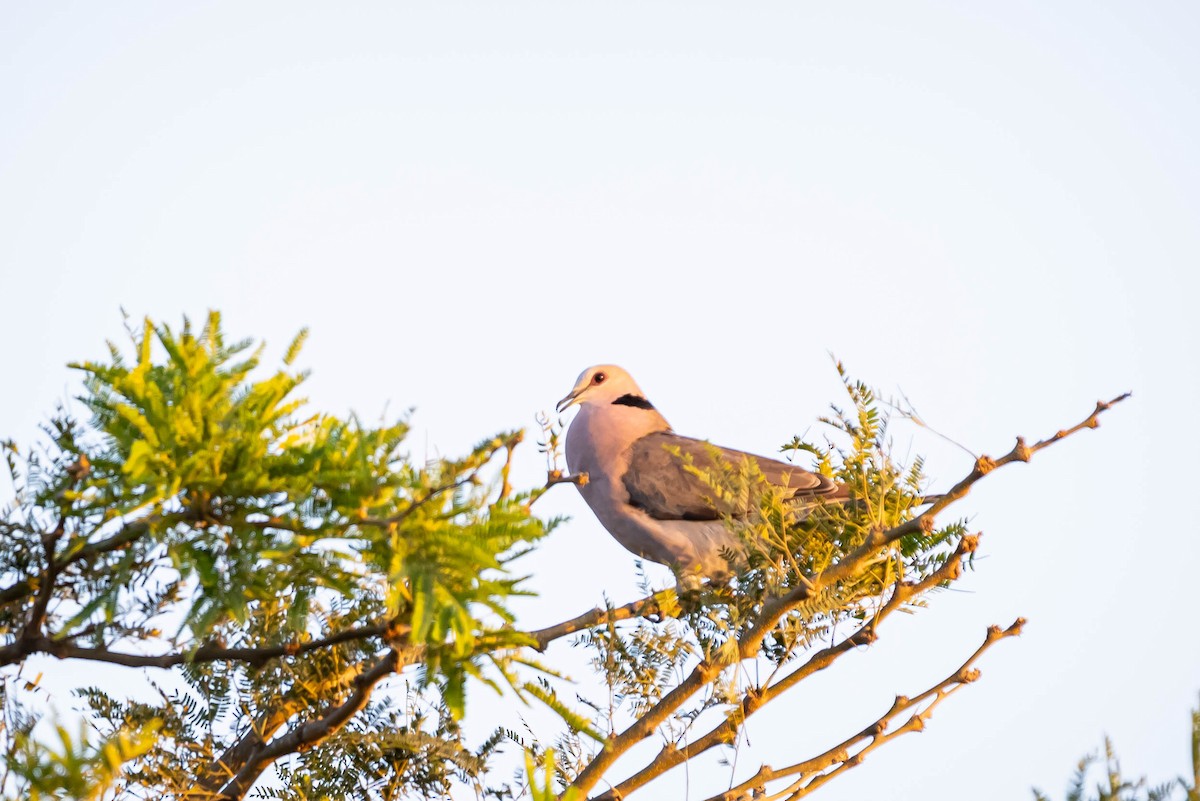 Red-eyed Dove - ML616220656