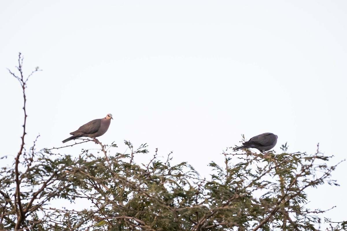 Red-eyed Dove - ML616220657