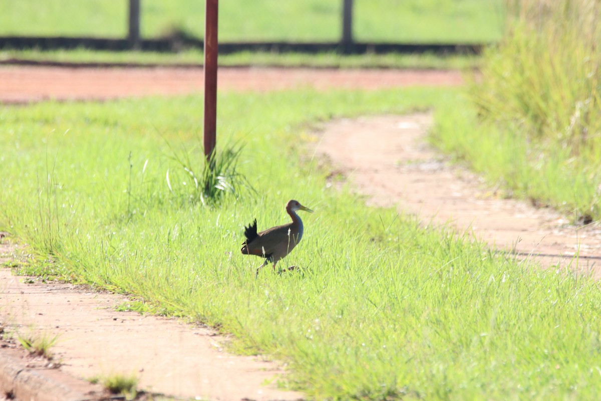 Giant Wood-Rail - ML616220664