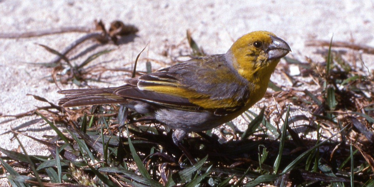 Laysan Finch - C Fred Zeillemaker