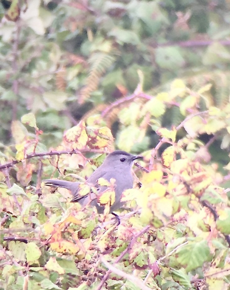 Gray Catbird - ML616220782