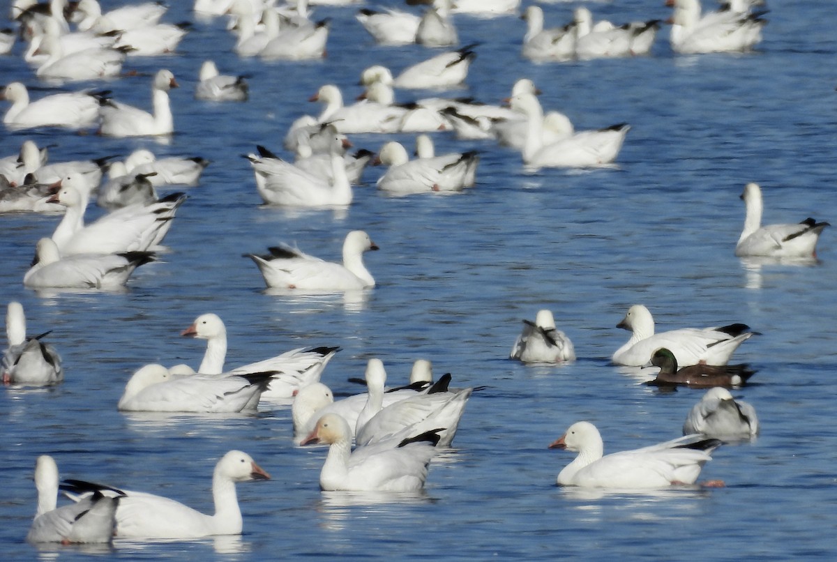 Snow Goose - ML616220837