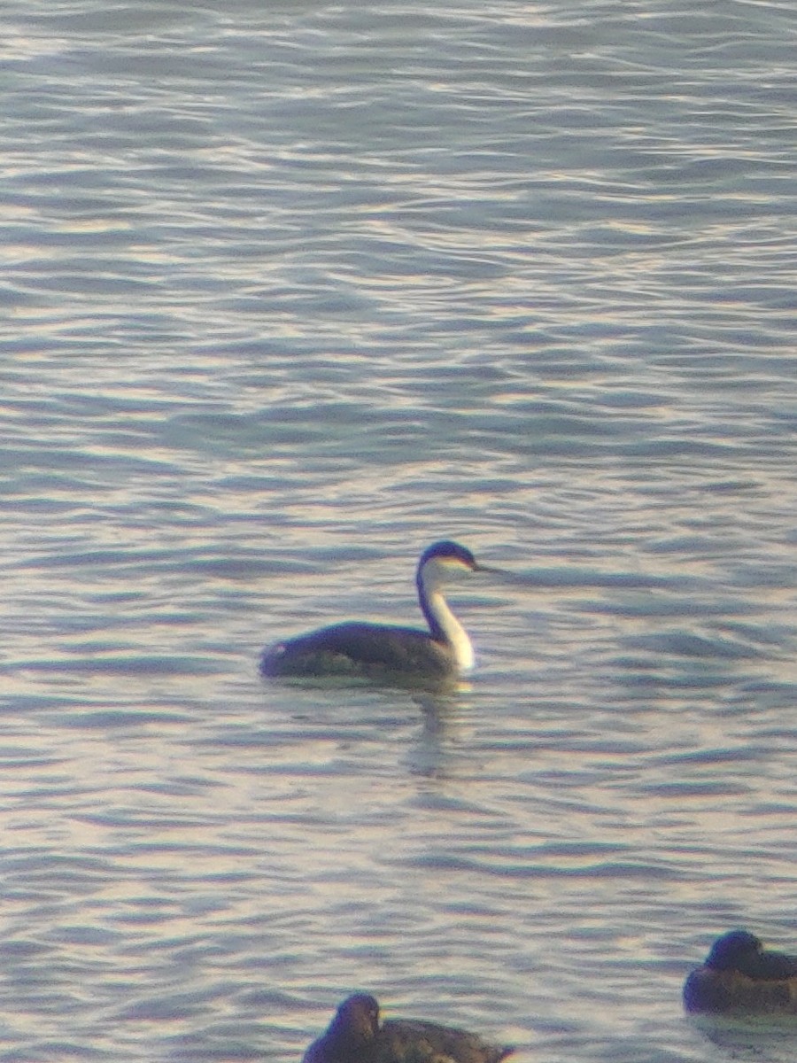 İnce Gagalı Batağan - ML616220859