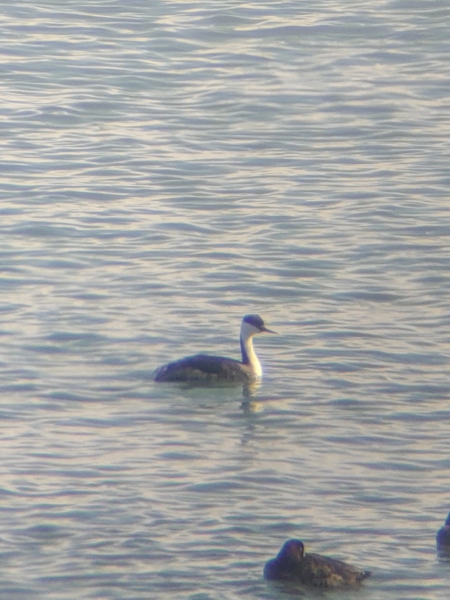 Western Grebe - ML616220860