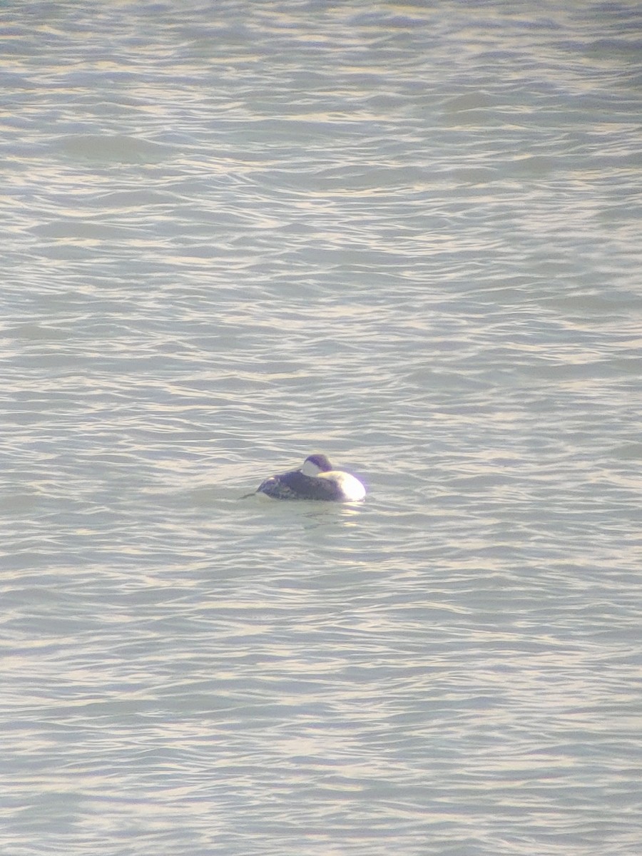 İnce Gagalı Batağan - ML616220861