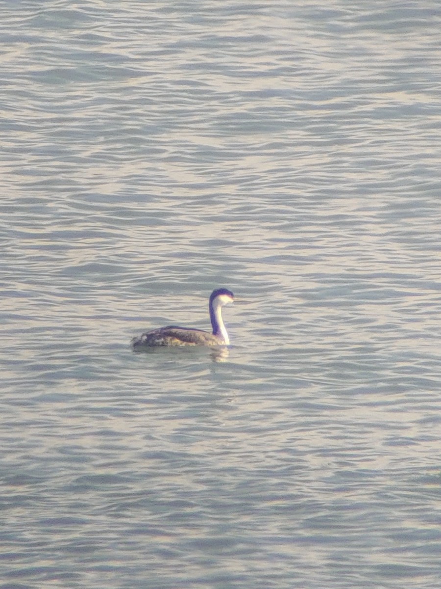 Western Grebe - ML616220862