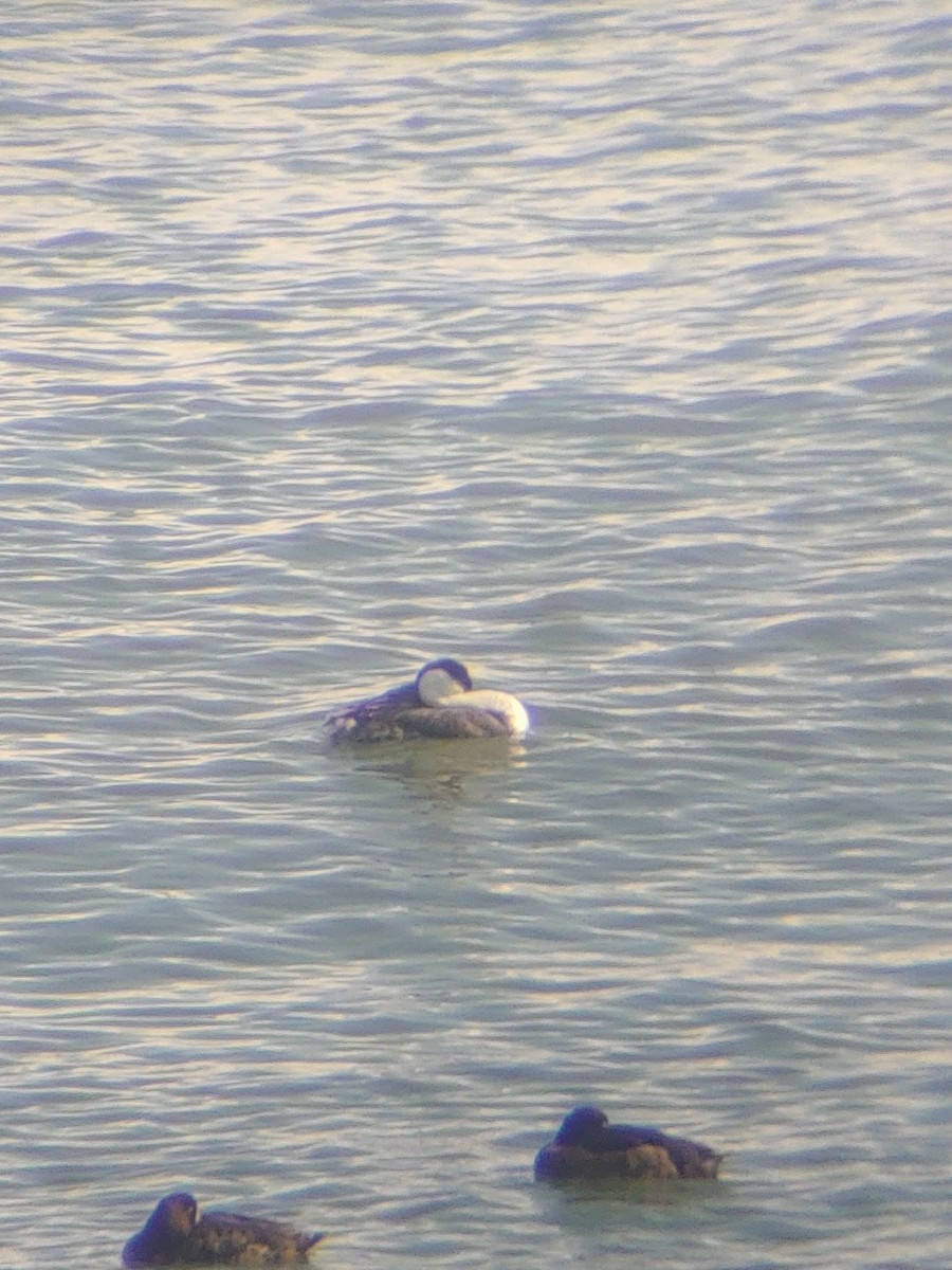 Western Grebe - ML616220863