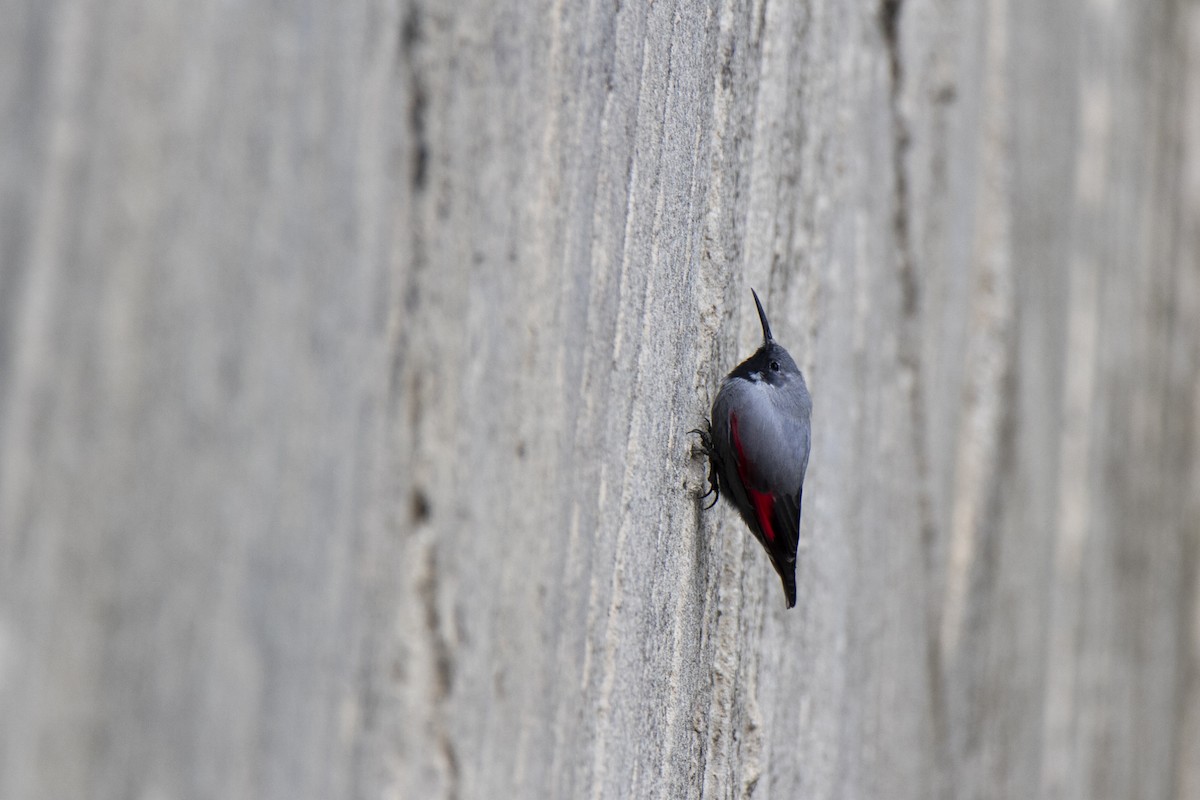 Wallcreeper - ML616220883