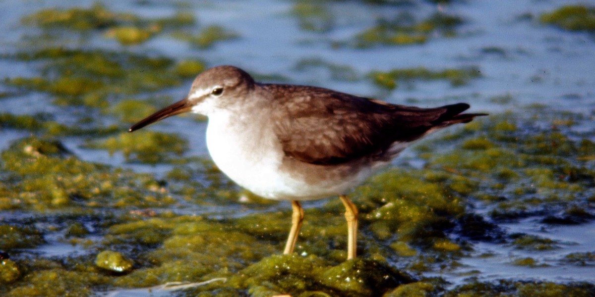 Wandering Tattler - ML616220887