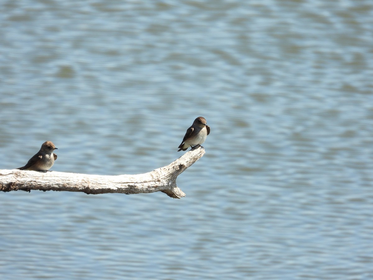 Northern Rough-winged Swallow - ML616220924