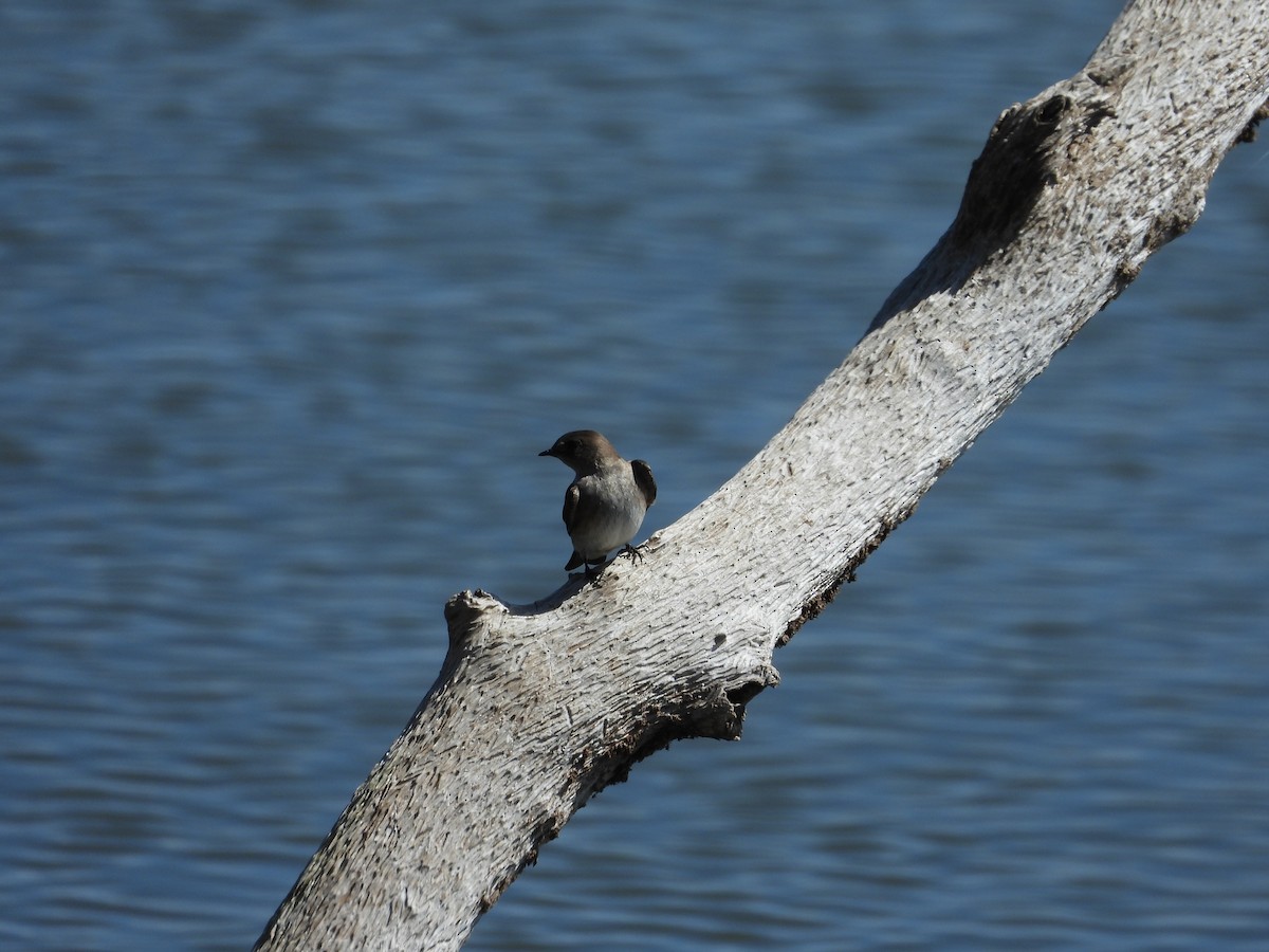 Northern Rough-winged Swallow - ML616220925