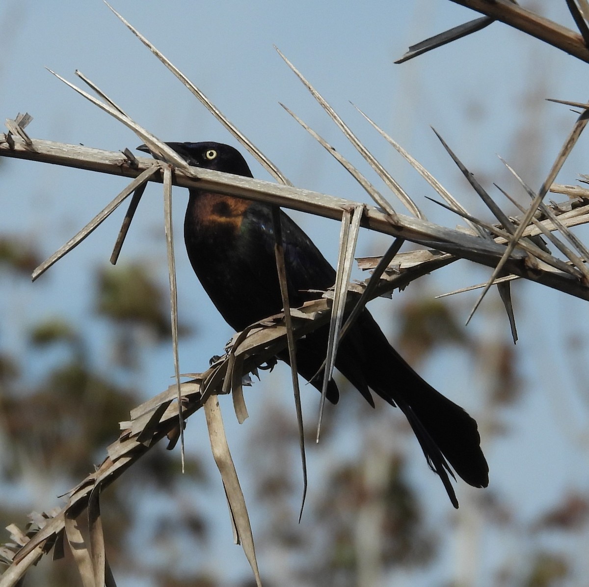 eBird Checklist - 18 Mar 2024 - Florida, Indian River, Home2 - 2 species