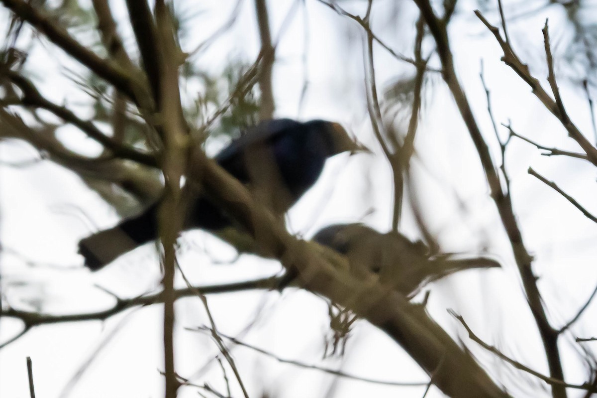 Black-bellied Starling - ML616221003