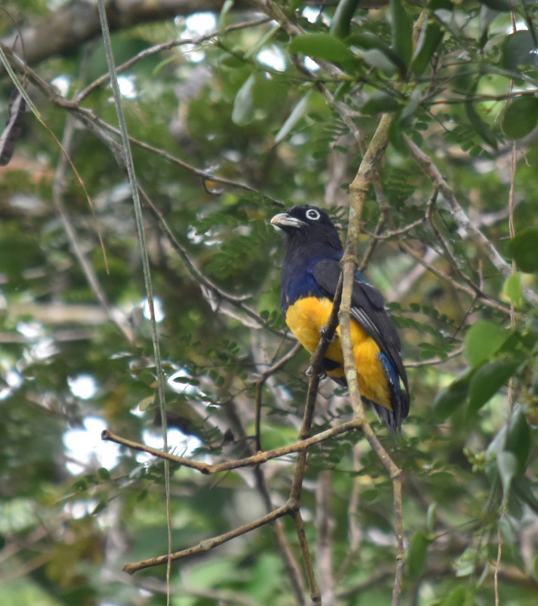 trogon zelenohřbetý - ML616221054