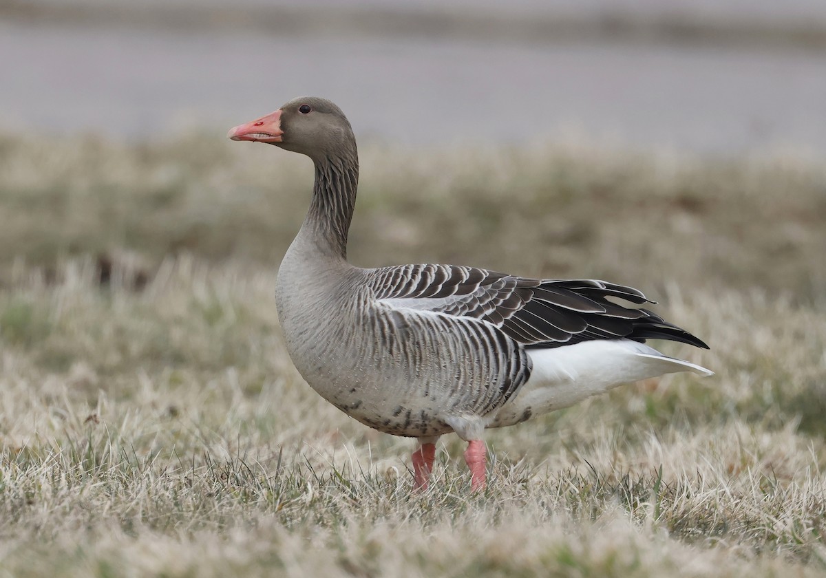 Graylag Goose (European) - Mats  Wallin