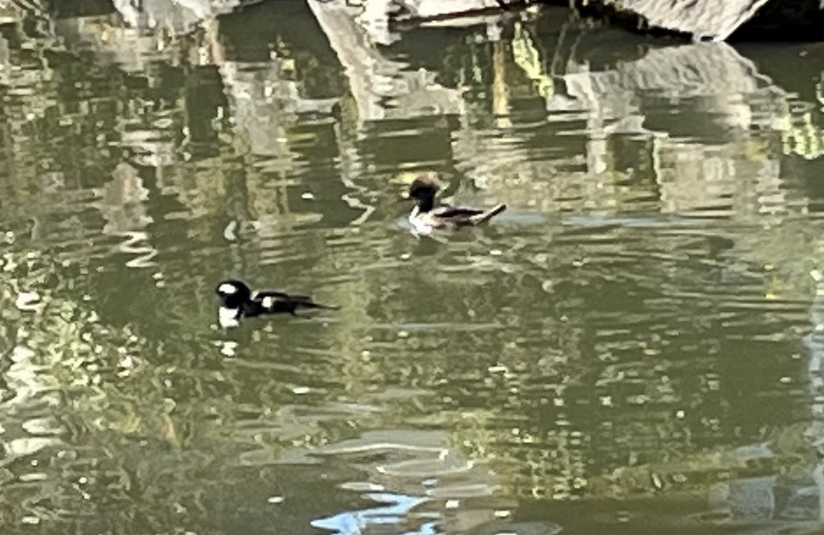 Hooded Merganser - ML616221098