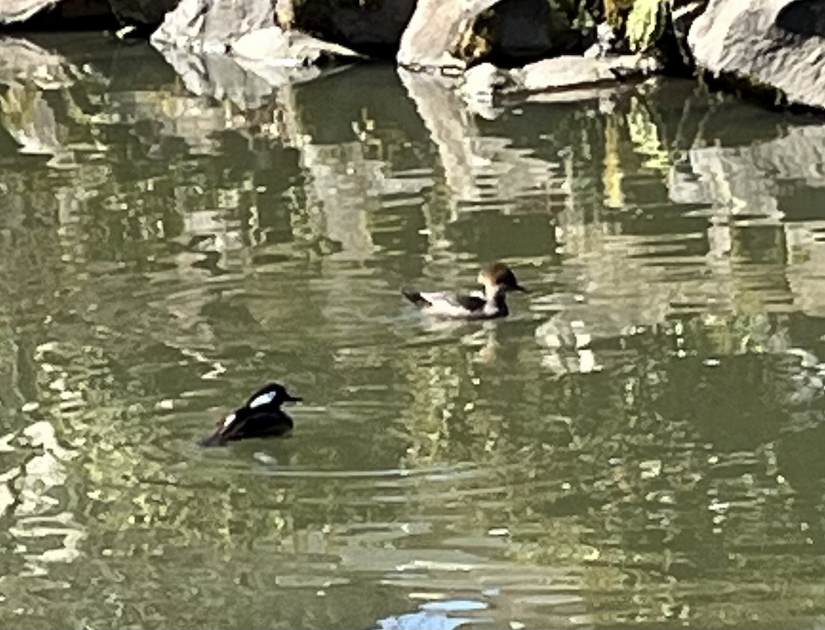 Hooded Merganser - ML616221099