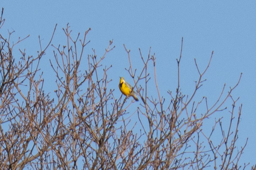 Eastern Meadowlark - Greg Power