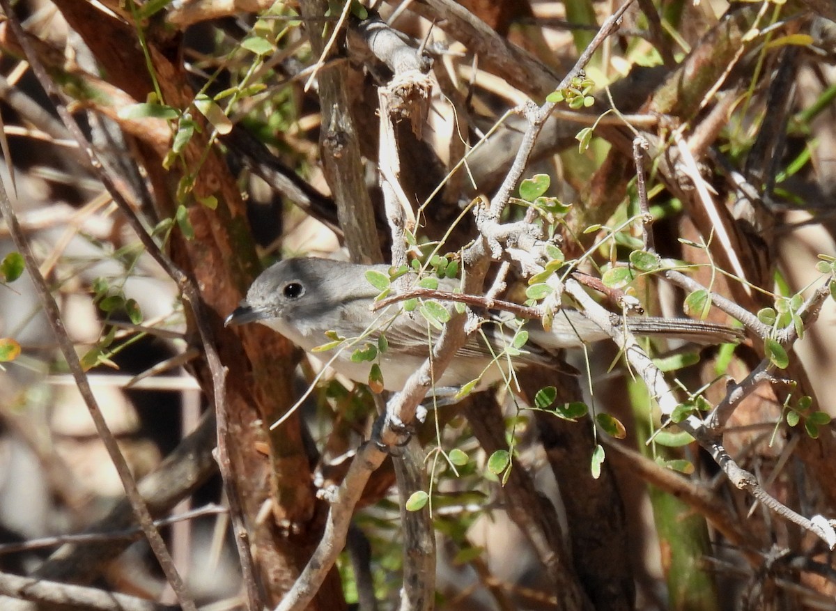 Gray Vireo - ML616221110