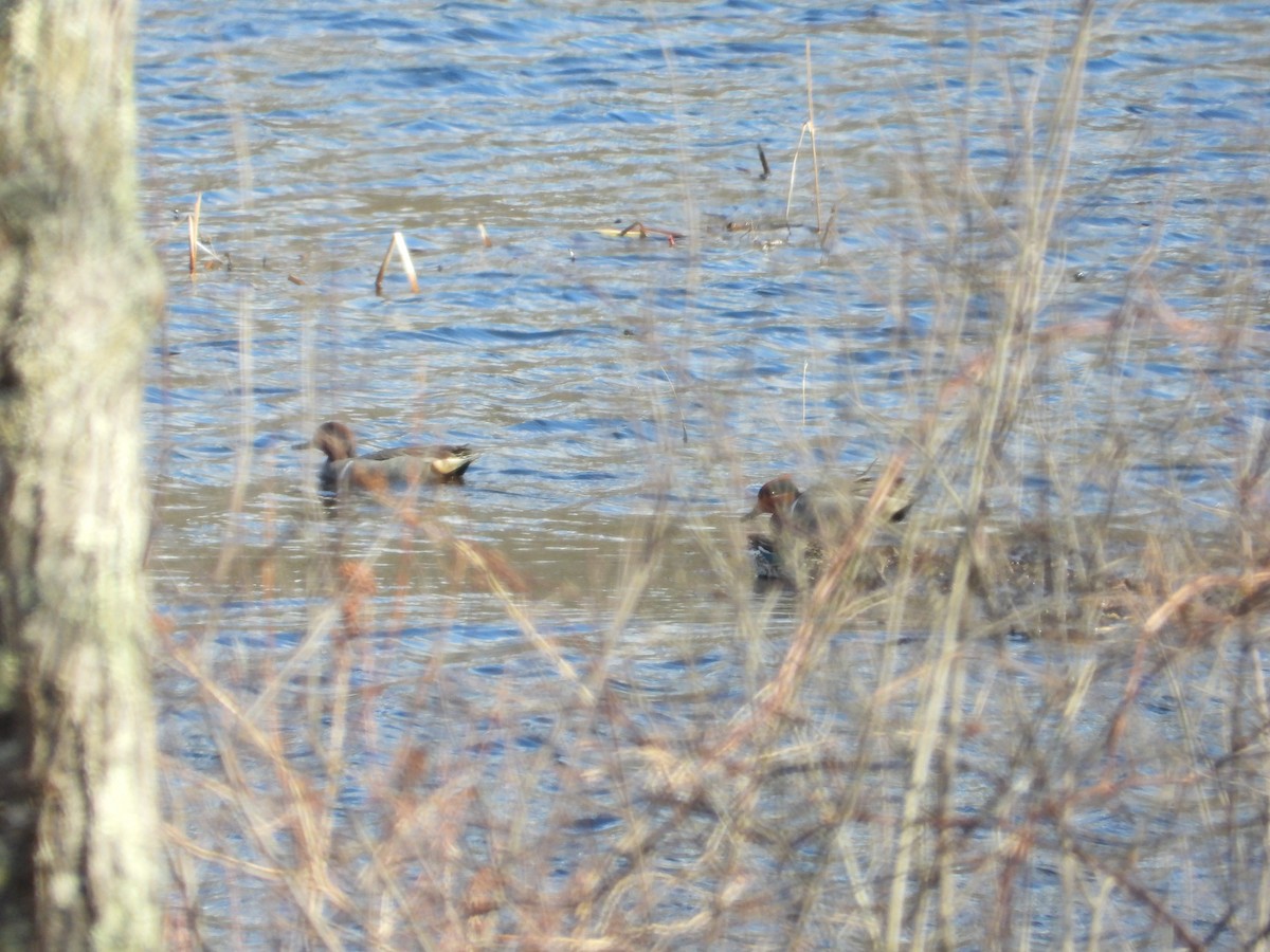 Ногоохон нугас - ML616221128