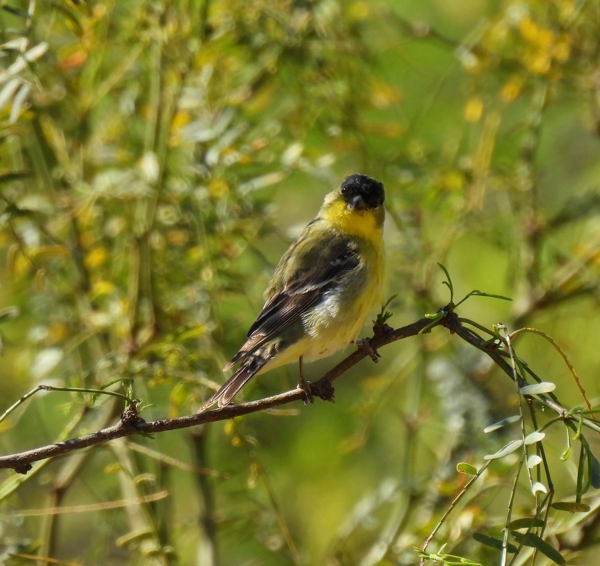 Lesser Goldfinch - ML616221132