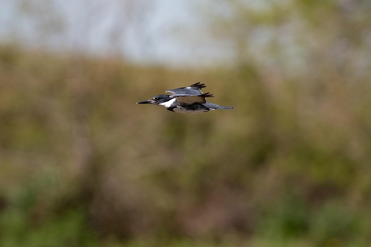 Belted Kingfisher - Cynthia  Case