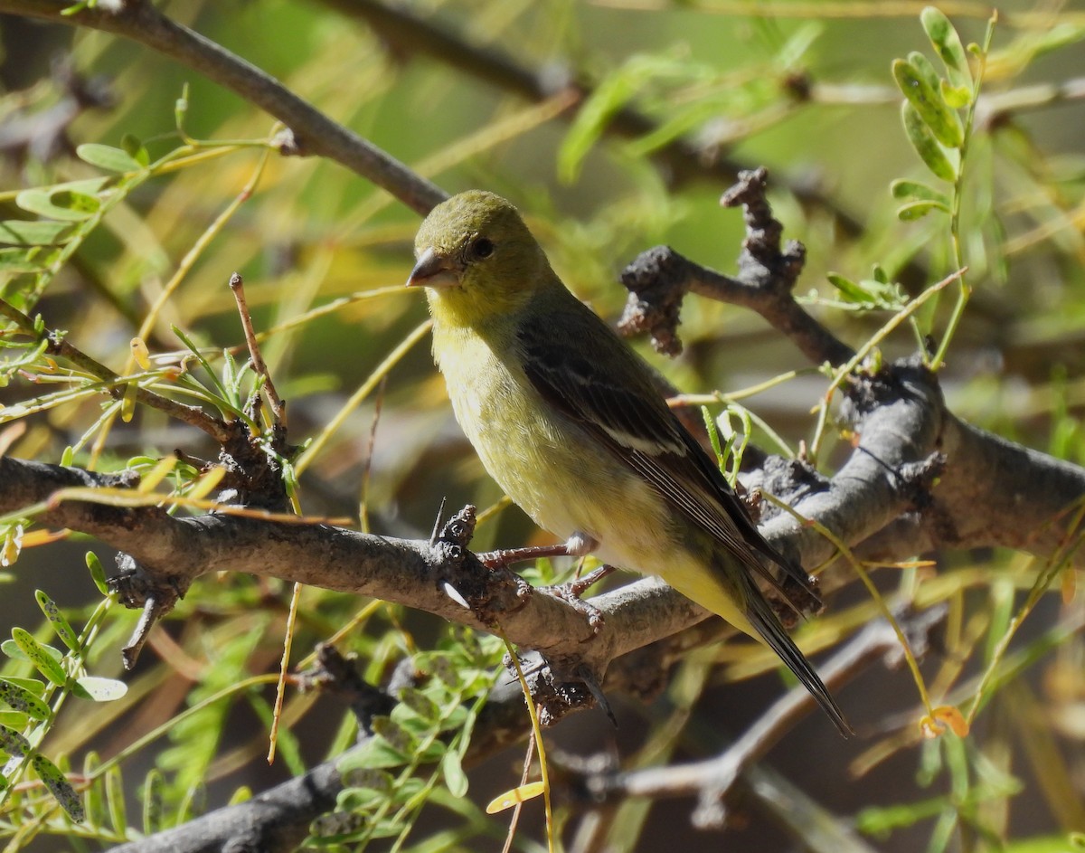 Lesser Goldfinch - ML616221156